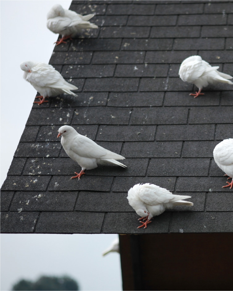 Group Of Pigeons Sitting On A Dirty Roof In Arizona