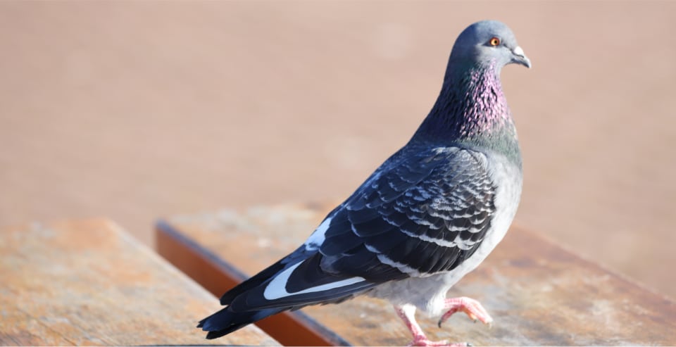Pigeon Walking On A Table In A Commercial Area