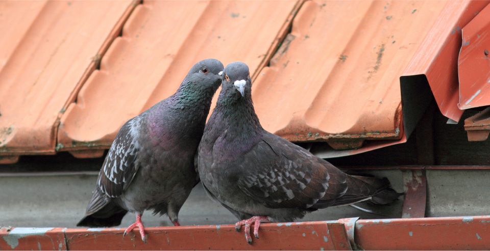 Couple Of Pigeons On A Roof In Arizona