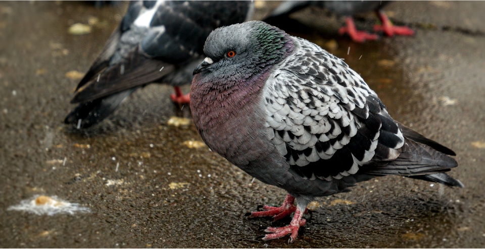 Expert Removal Services To Eliminate All Pigeon Issues In Residential Areas