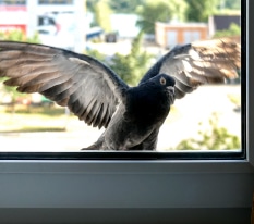 Residential Pigeon Prevention And Control Services In Arizona