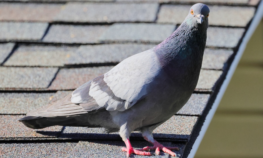Leading Pigeon Control And Removal Services In Arizona