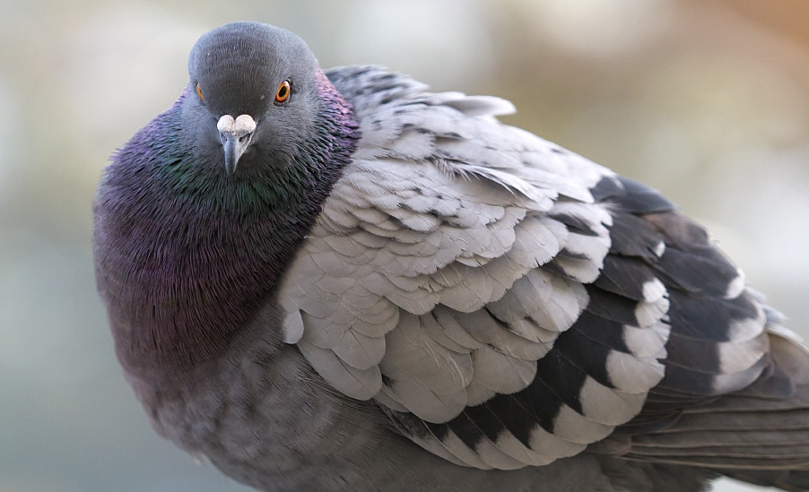 Humane Control And Removal Methods For Pigeons In Arizona