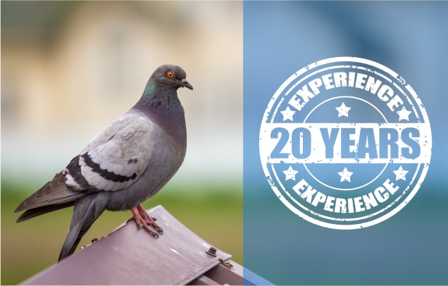 20 Years Of Experience Protecting Homes And Providing Pigeon Removal Services