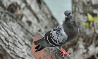 Pigeon On Tree