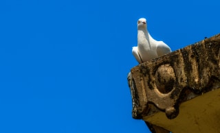 White Pigeon Sitting On A Damaged And Old Roof