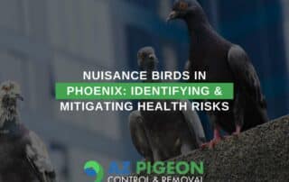Nuisance Birds In Phoenix: Identifying & Mitigating Health Risks