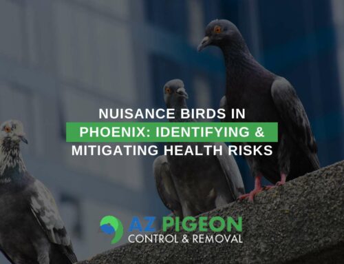 Nuisance Birds In Phoenix: Identifying & Mitigating Health Risks