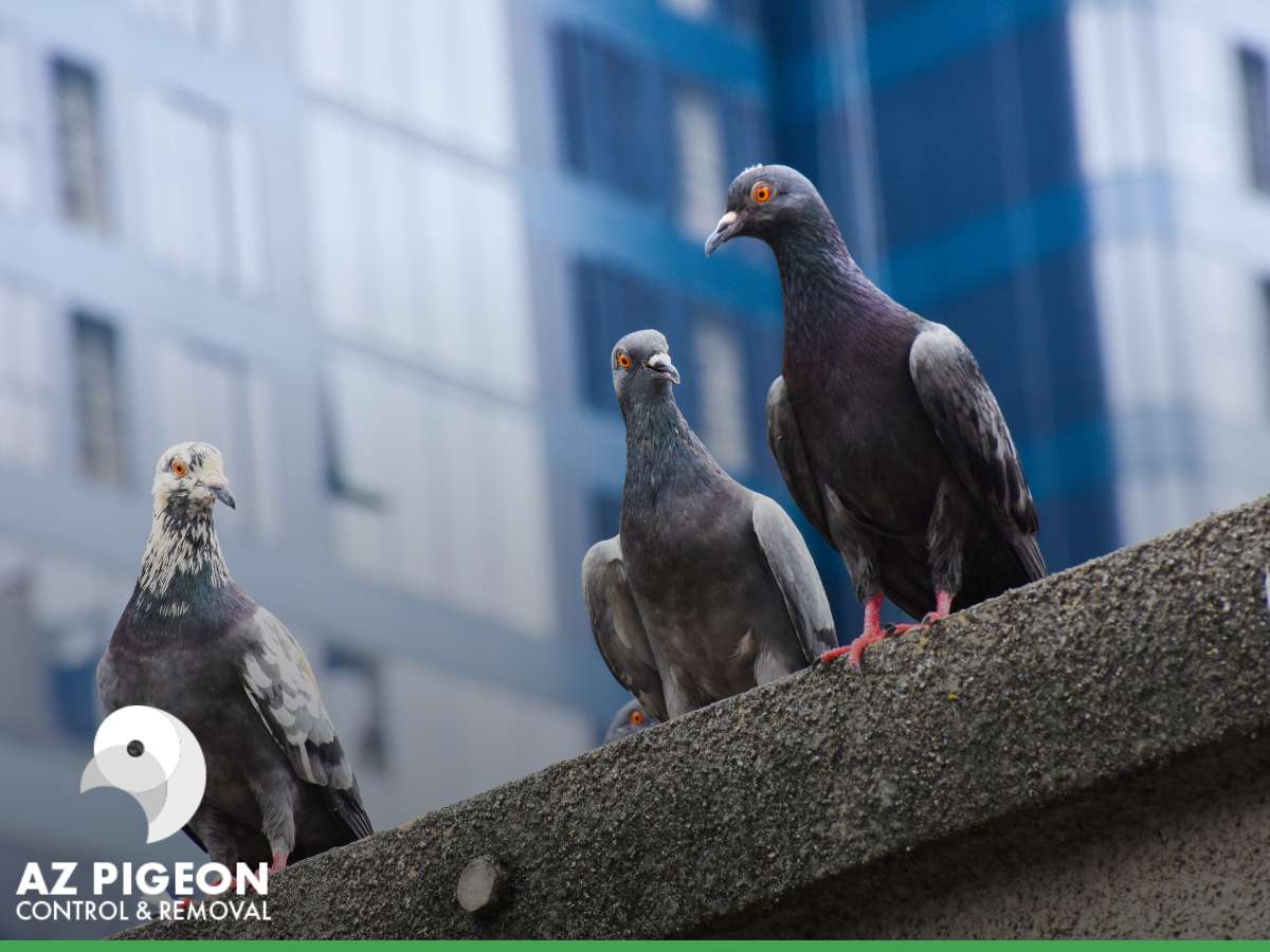 Pigeons perched on a ledge in the city.