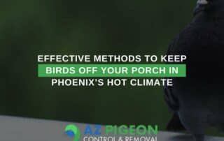 Effective Methods To Keep Birds Off Your Porch In Phoenix’s Hot Climate