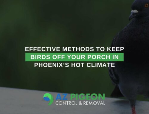 Effective Methods To Keep Birds Off Your Porch In Phoenix’s Hot Climate