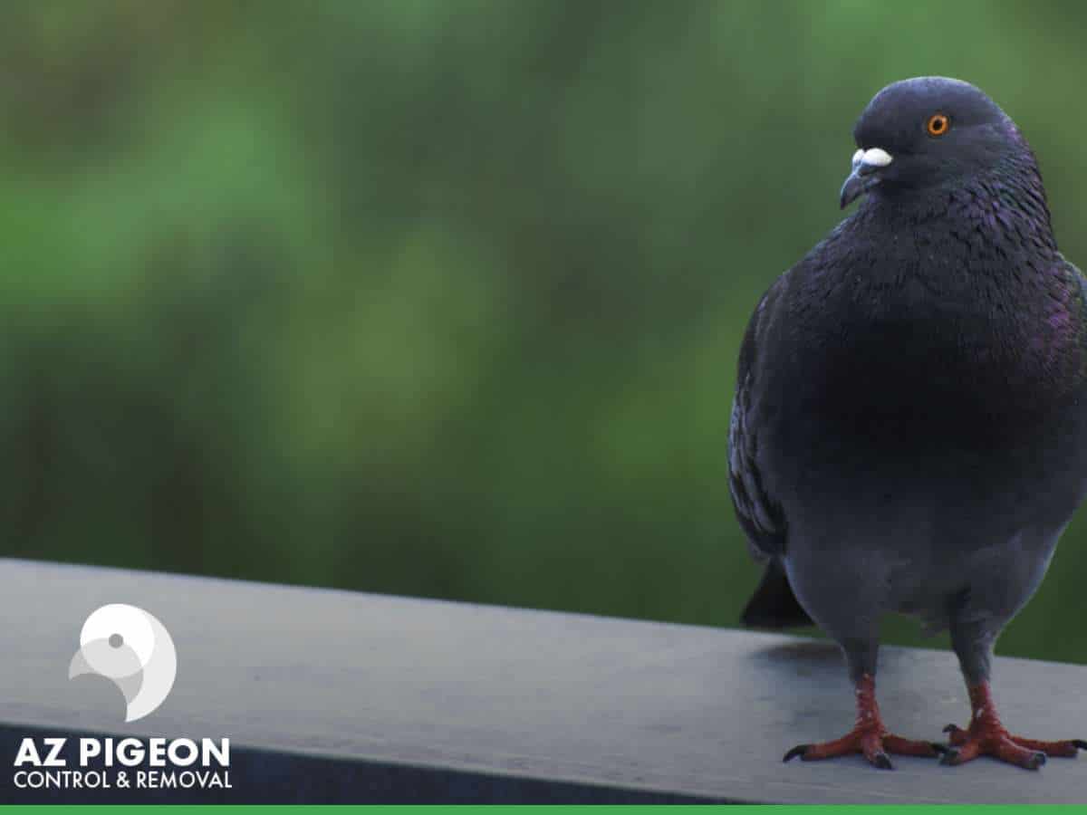 Close-up of a pigeon perched on a ledge, illustrating the issue of Birds above the Porch